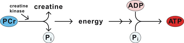 phosphacreatine system