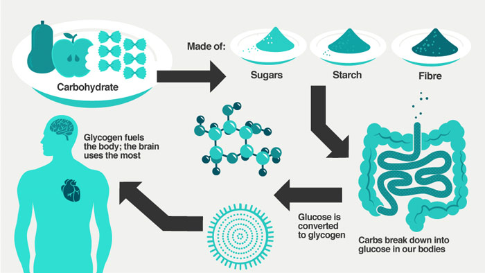 carbohydrate breakdown cycle