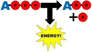 ATP energy