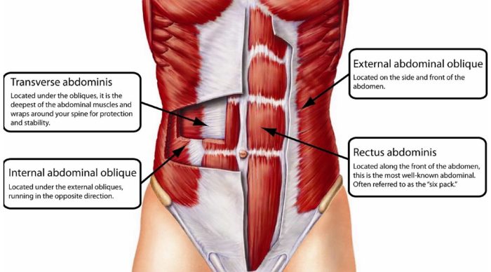 the anatomy of the main core muscles 