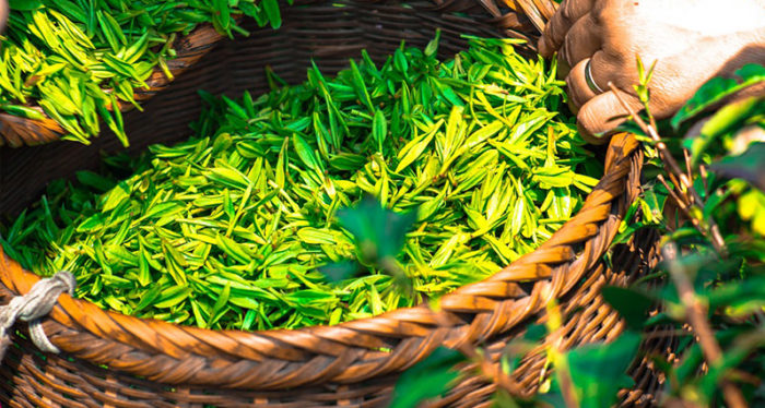 l-theanine leaves as tea