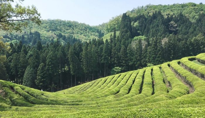 green tea fields