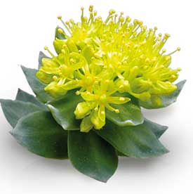 Rhodiola Rosea